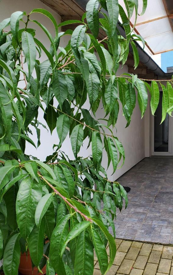 Apartman Stary Liskovec Apartment Бърно Екстериор снимка